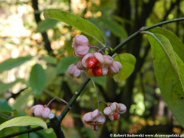 Jesienna trzmielina ostrolistna Trzmielina ostrolistna jesienią