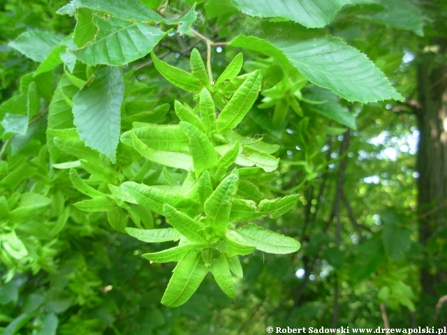zagadka 18