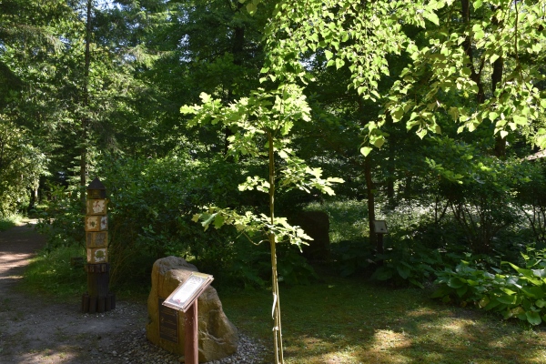Arboretum w Karnieszewicach - dąb Niepdległości