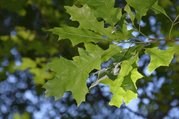 Arboretum w Karnieszewicach - Quercus ×richterii