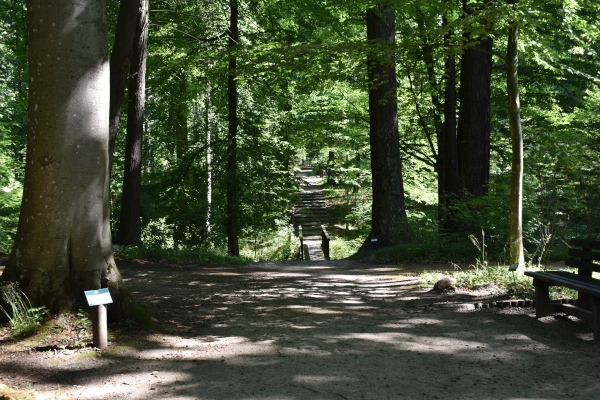 Arboretum w Karnieszewicach - główna aleja