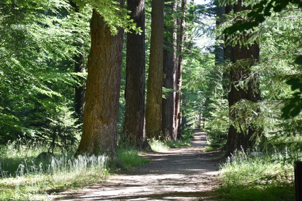 Arboretum w Karnieszewicach - aleja daglezjowa