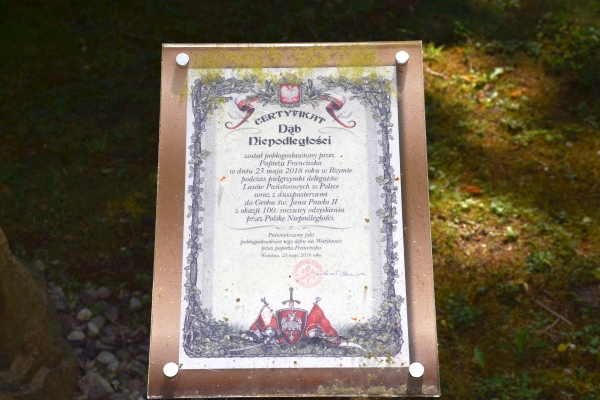 Arboretum w Karnieszewicach - dąb Niepdległości