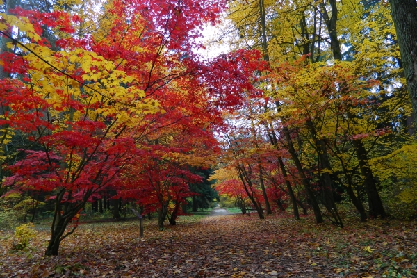 Arboretum w Rogowie - jesienne przebarwienia