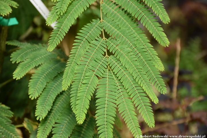 Albicja jedwabista 'Tropical Dream'