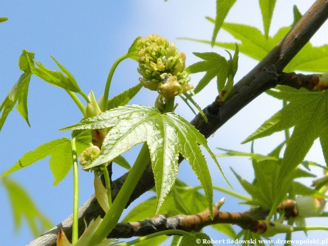 Ambrowiec balsamiczny kwiaty