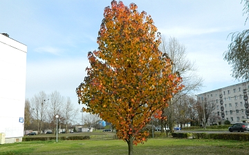 Ambrowiec amerykański - pokrój drzewa