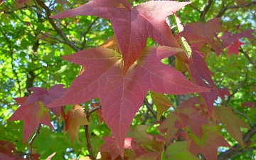 Ambrowiec amerykański - liście jesienią