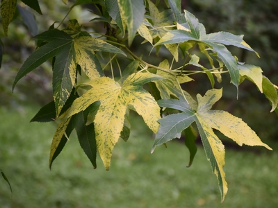 Ambrowiec balsamiczny - odmiana 'Aurea'