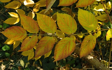 Aralia wysoka - jesienią