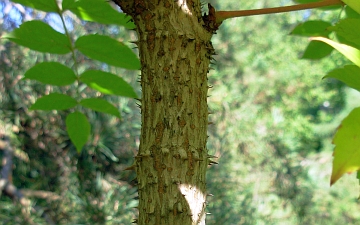 Aralia wysoka - kora