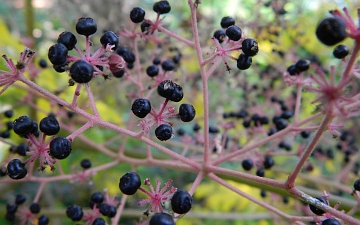 Aralia wysoka - owoce