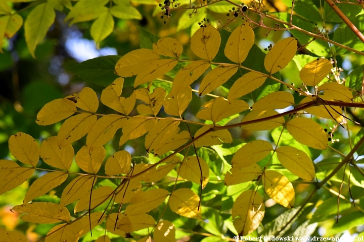 Aralia kolczasta we wrześniu