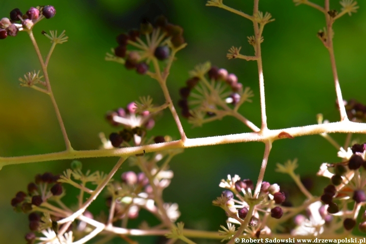 Aralia kolczasta we wrześniu