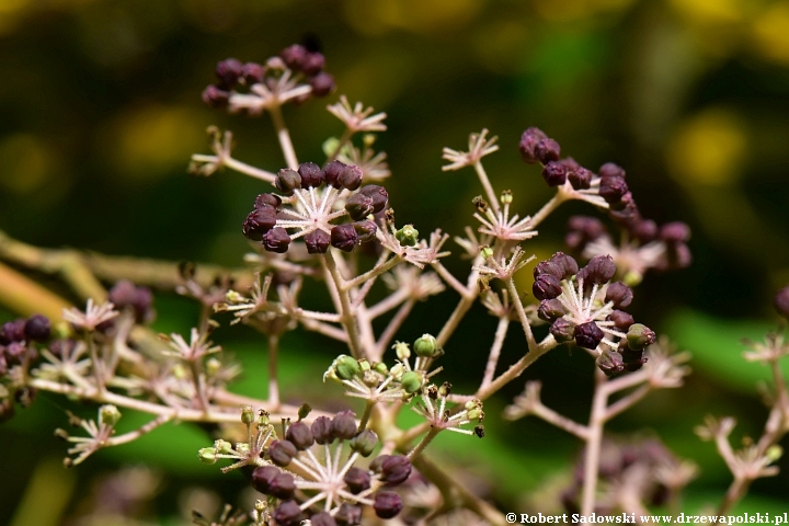 Aralia kolczasta we wrześniu