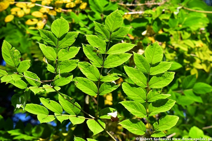 Aralia kolczasta we wrześniu