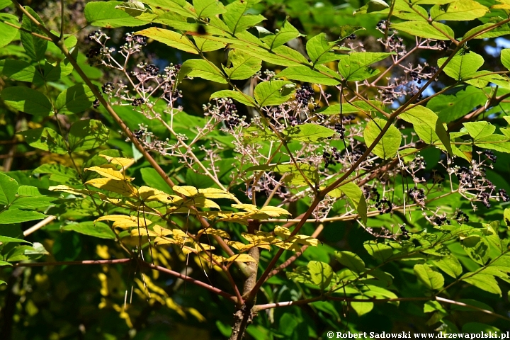 Aralia kolczasta we wrześniu