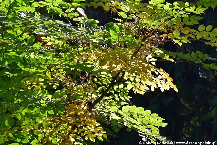 Aralia kolczasta we wrześniu