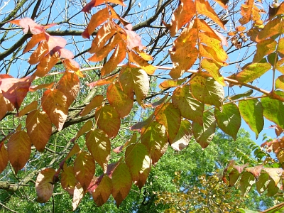 Aralia chińska jesień