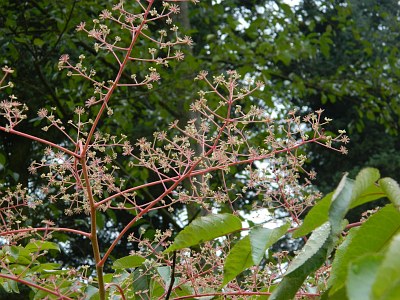 Aralia chińska kwiat