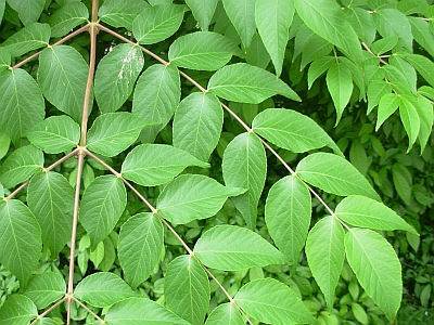 Aralia chińska liść