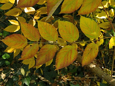 Aralia wysoka jesień