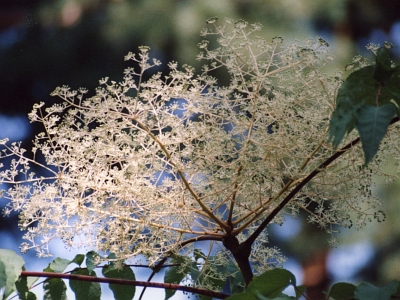 Aralia wysoka kwiat