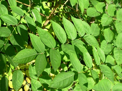 Aralia wysoka liść