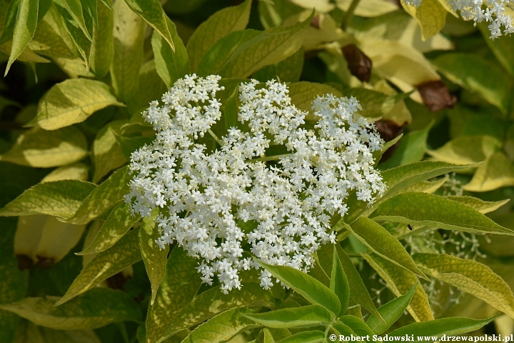 Czarny bez 'Aurea'