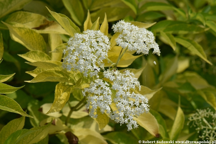 Czarny bez 'Aurea'