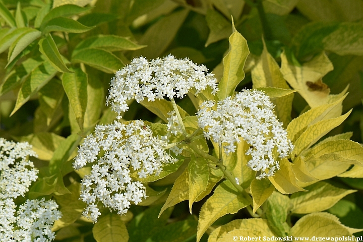 Czarny bez 'Aurea'