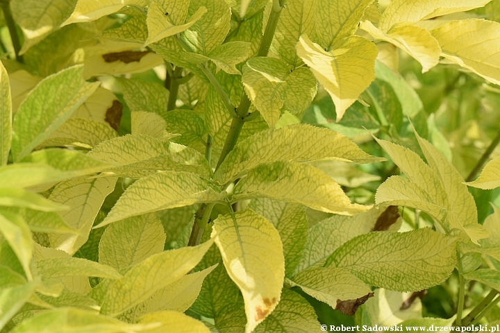 Czarny bez 'Aurea'