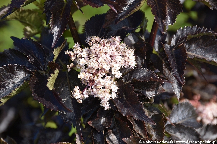 Czarny bez 'Black Tower'