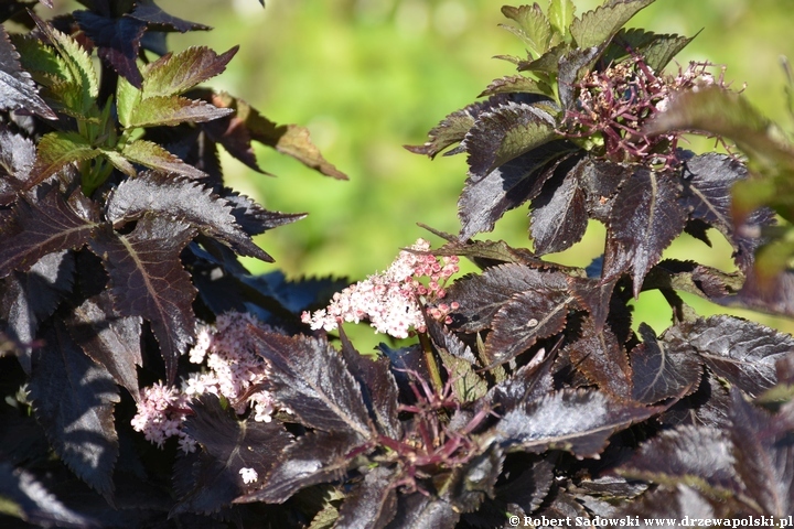 Czarny bez 'Black Tower'