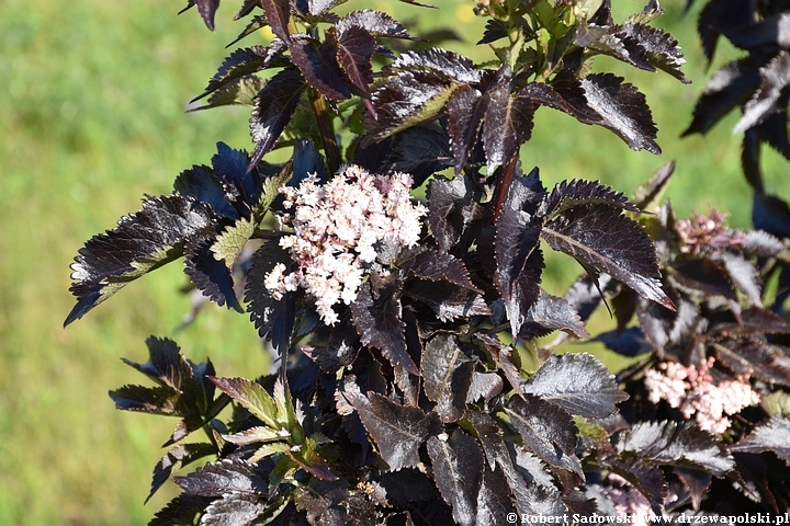 Czarny bez 'Black Tower'