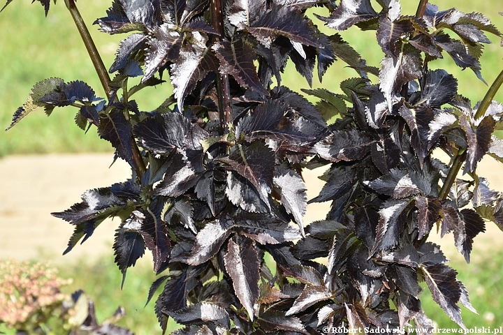 Czarny bez 'Black Tower'