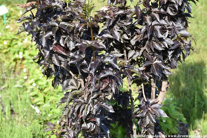 Czarny bez 'Black Tower'