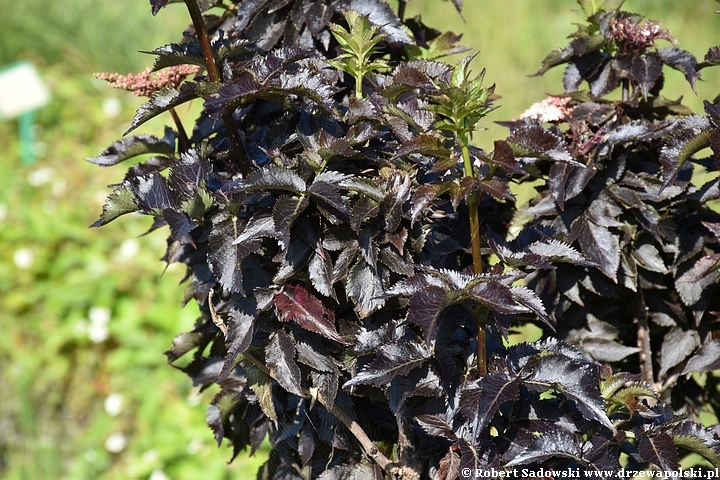 Czarny bez 'Black Tower'