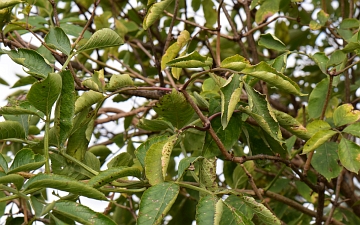 Czarny bez - jesienią