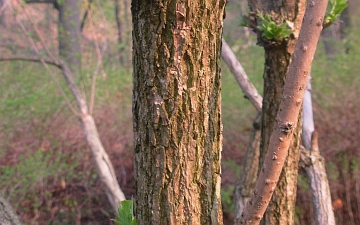 Czarny bez - korowina