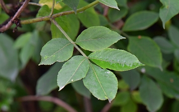 Czarny bez - liście drzewa