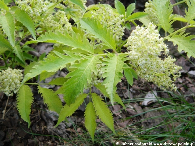 bez koralowy 'Plumosa Aurea'