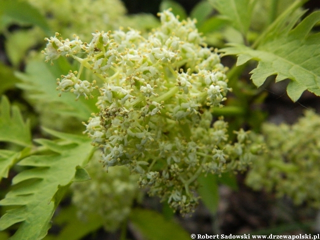 bez koralowy 'Plumosa Aurea'