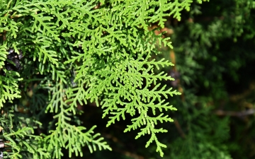 Biota wschodnia - gałązka