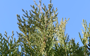 Biota wschodnia - wierzchołek drzewa