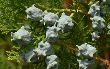 Biota wschodnia - zielone szyszki