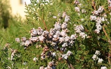 Biota wschodnia - szyszki