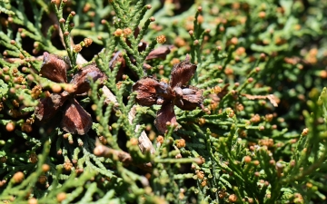 Biota wschodnia - otwarte szyszki