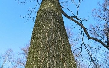 Bożodrzew gruczołkowaty - kora