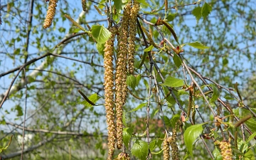 Brzoza brodawkowata - kwiatostany wiosną